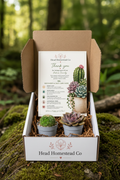 Head Homestead Co Box with Two Succulents