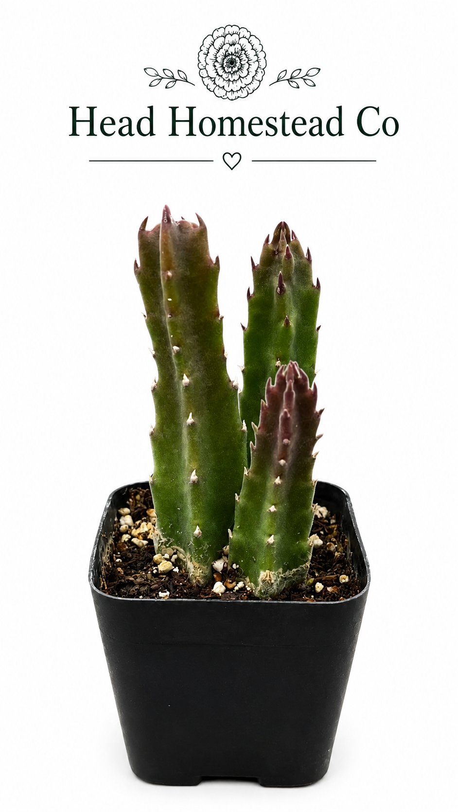 Stapelia Gigantea 2"