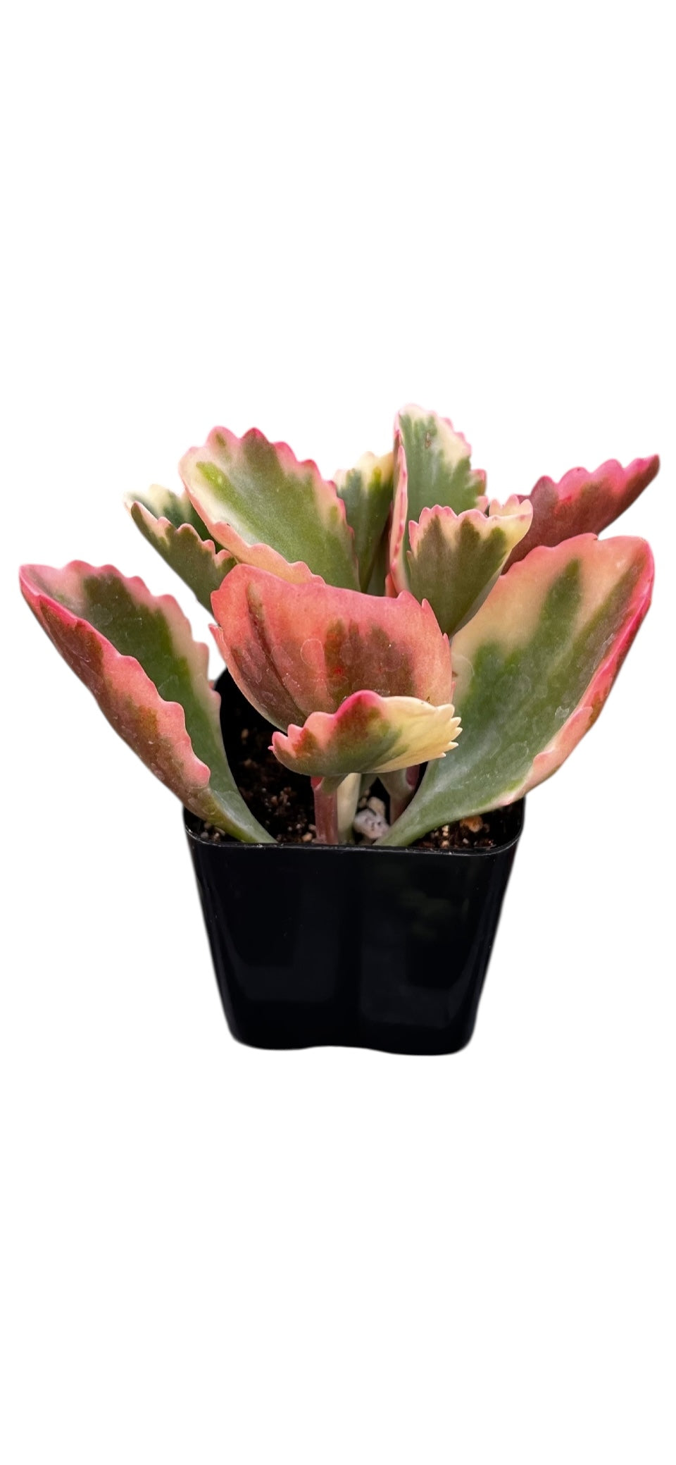 Variegated Kalanchoe Sexangularis 2"