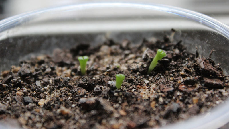Germination & Rooting