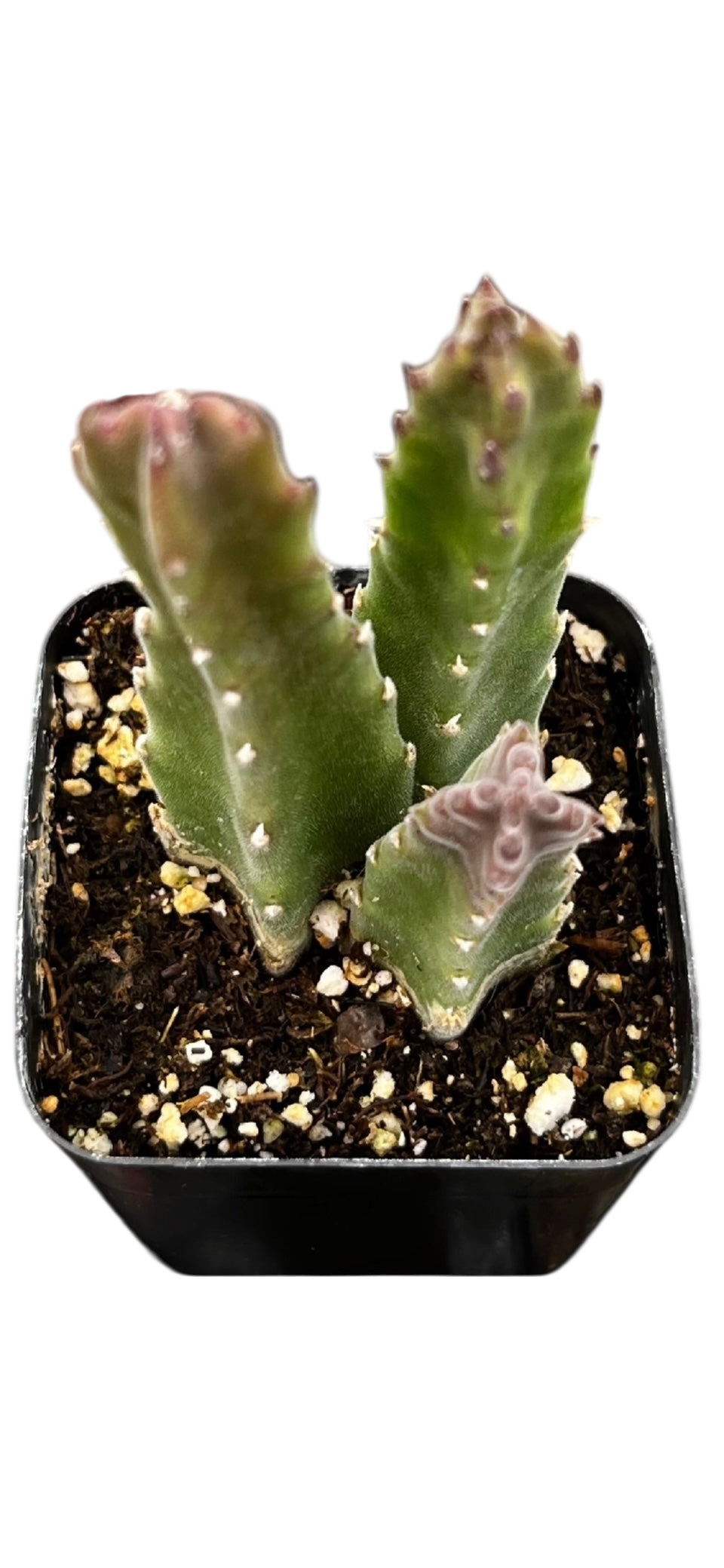 Stapelia Gigantea 2"