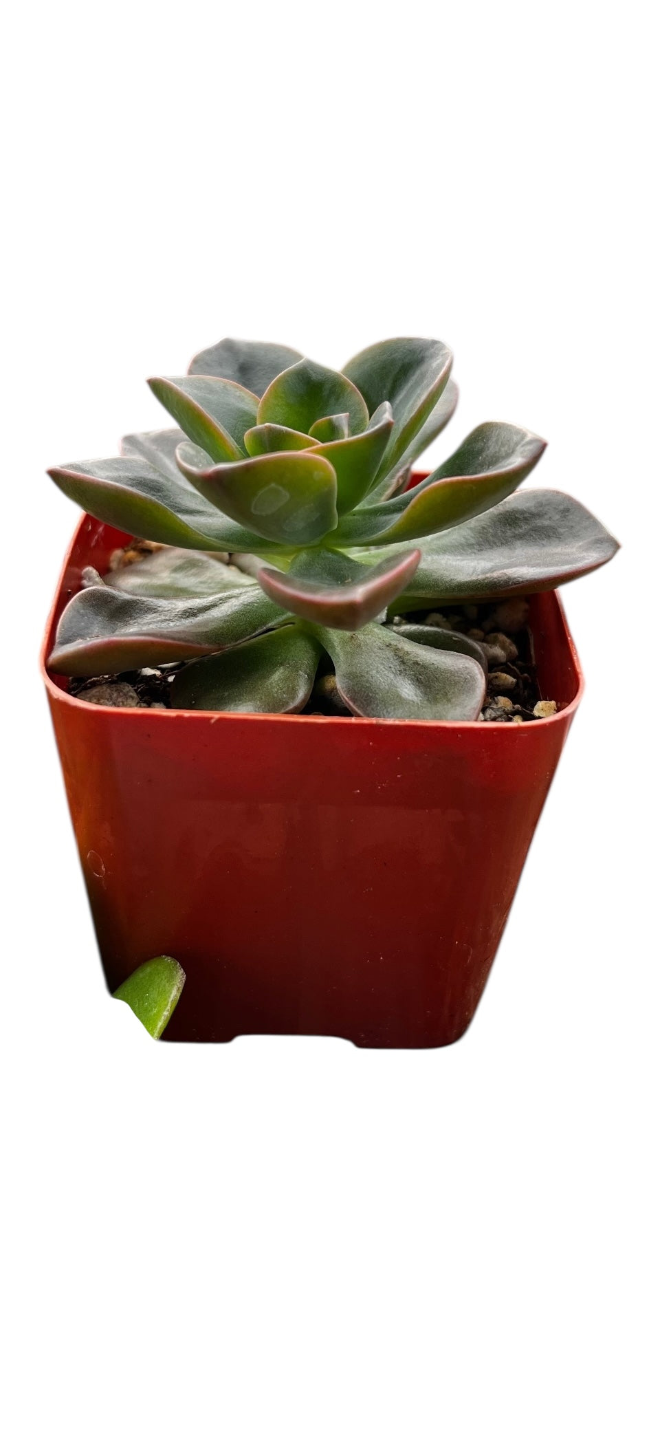 Echeveria Melaco Brown Rose 2"