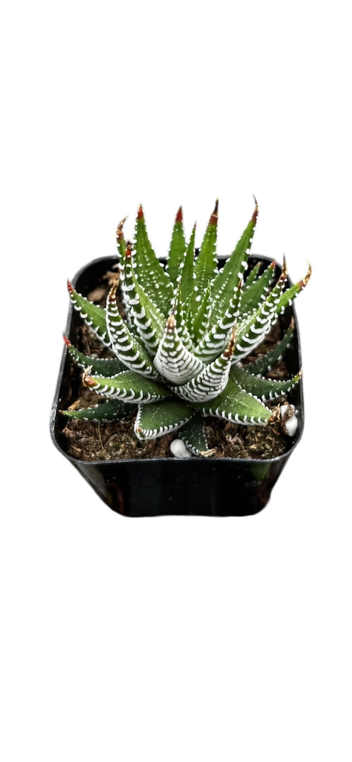 Haworthia Zebra 2"