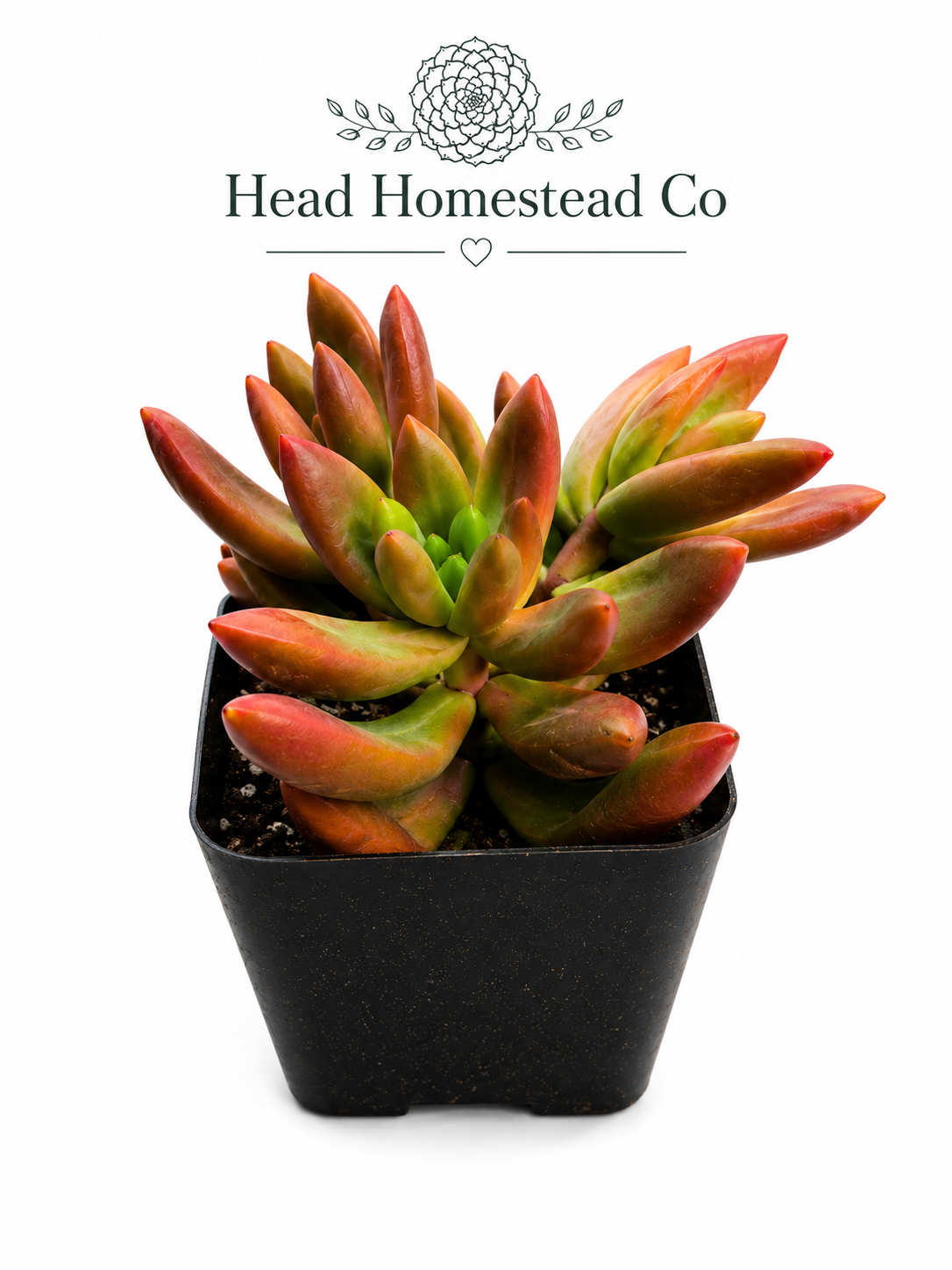 Coppertone Stonecrop 2"
