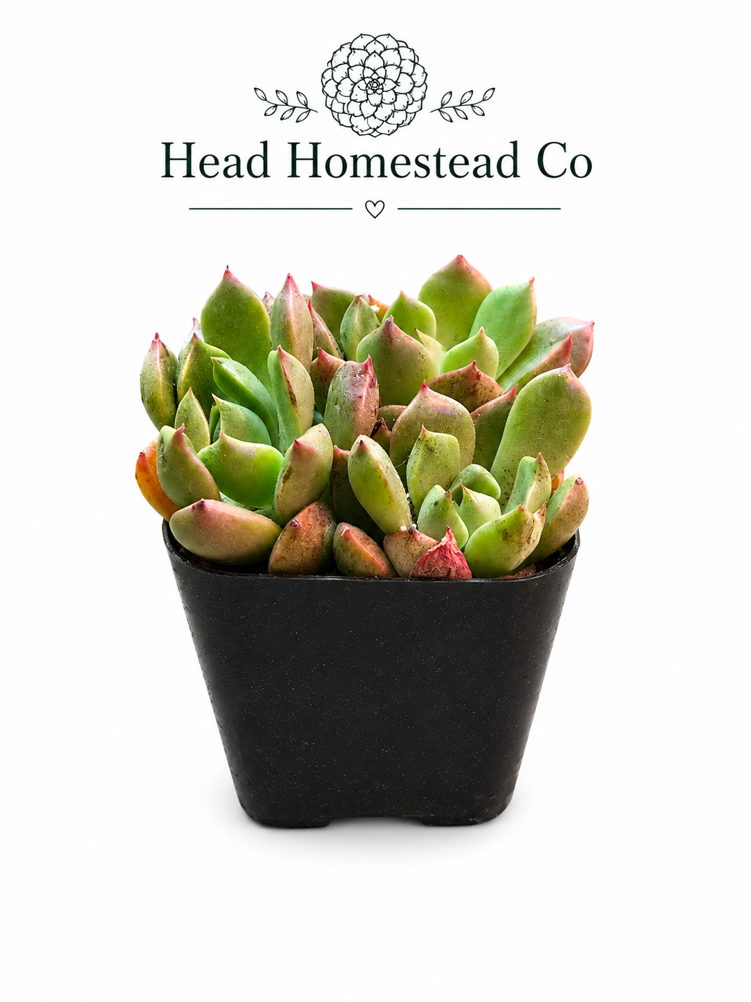 Mebina Echeveria 2"