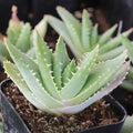 Aloe brevifolia - Short-leaved Aloe