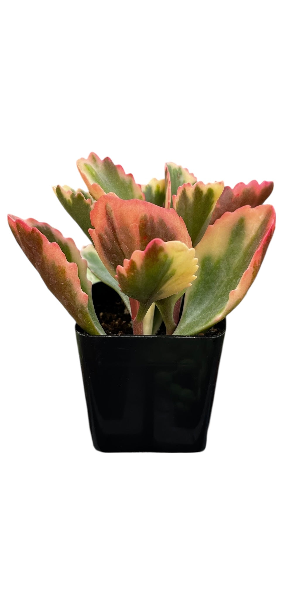 Variegated Kalanchoe Sexangularis 2"