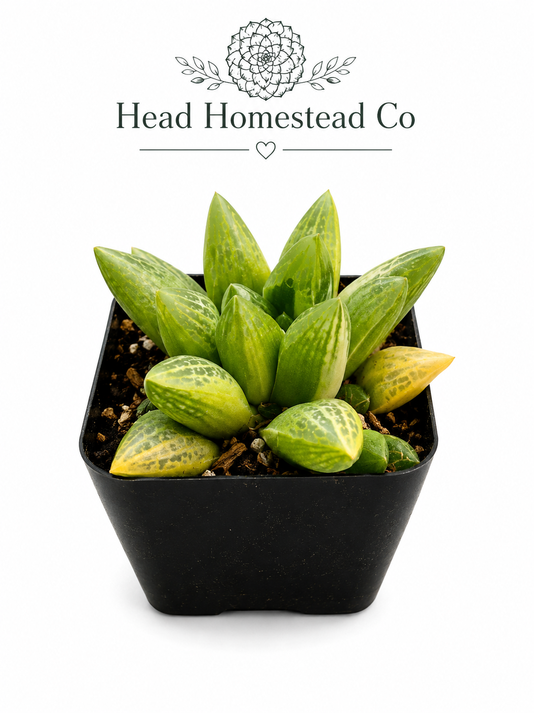 Variegated Haworthia Obtusa 2"