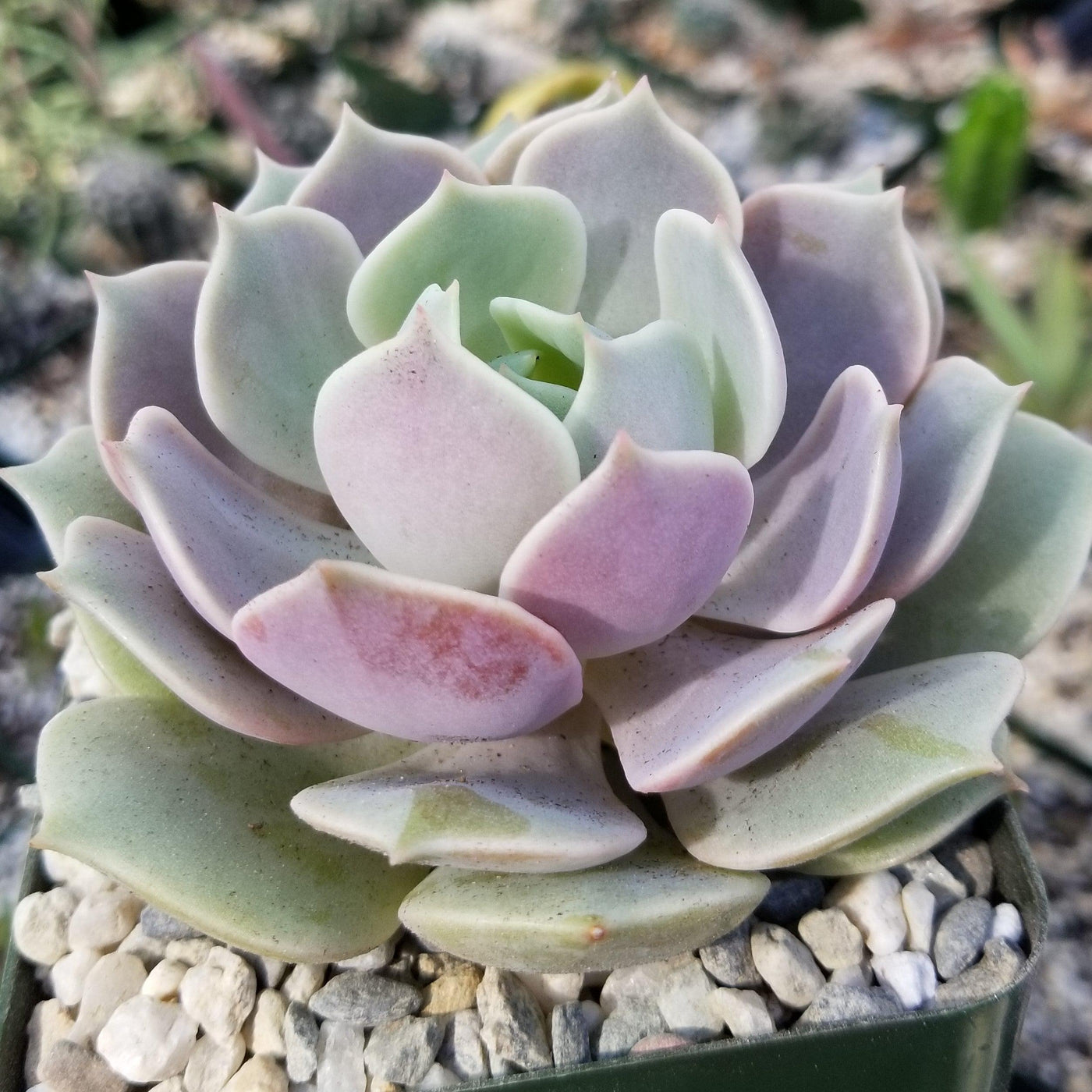 Echeveria 'Lola'
