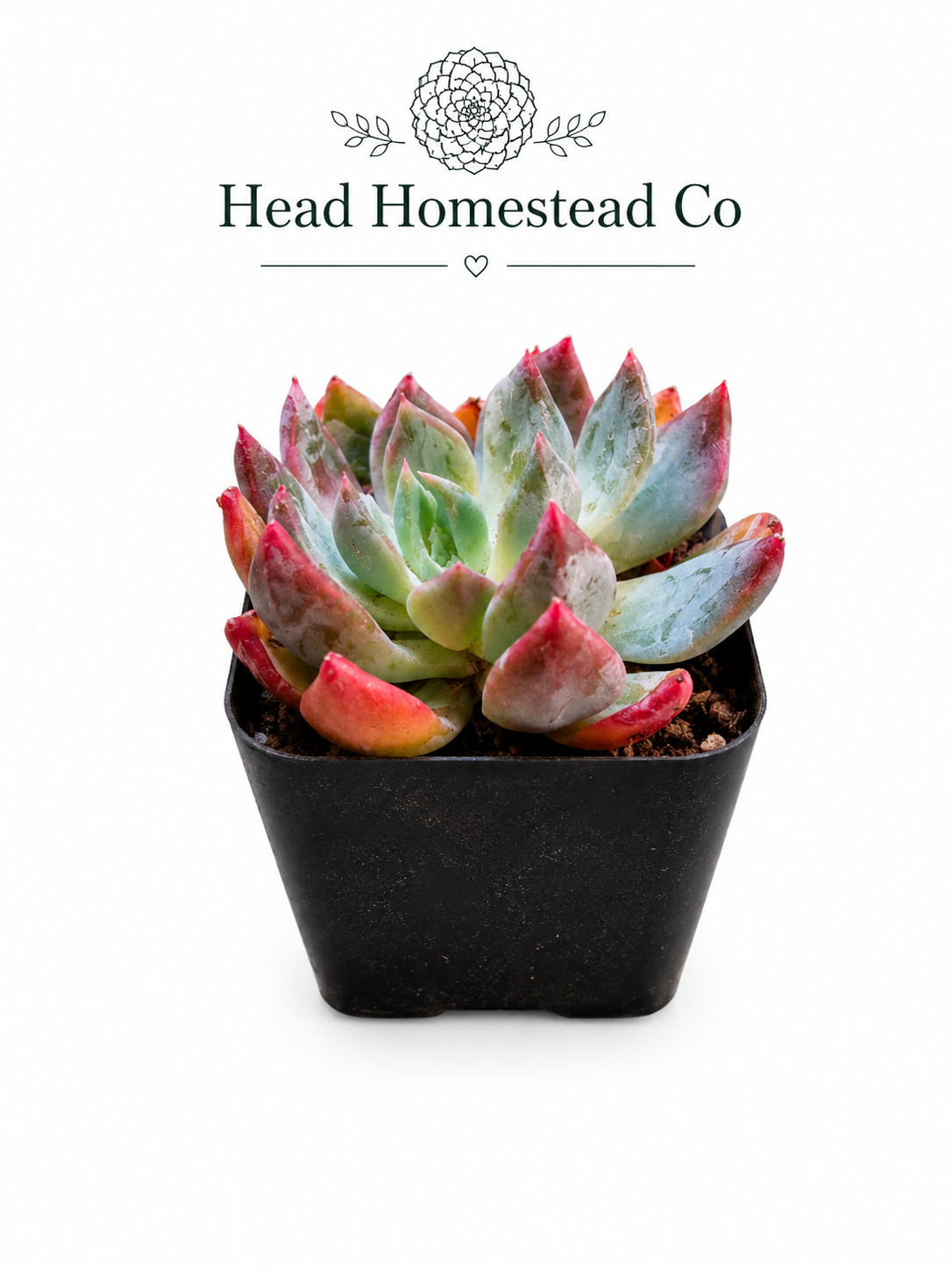 Chroma Echeveria 2"