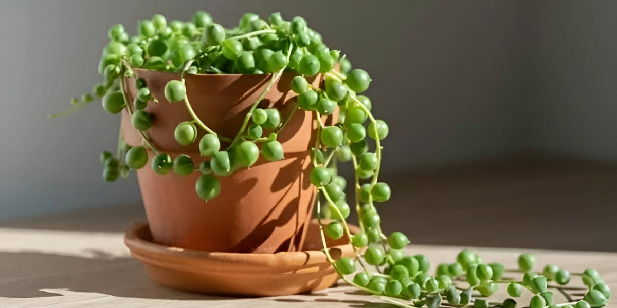 String of pearls