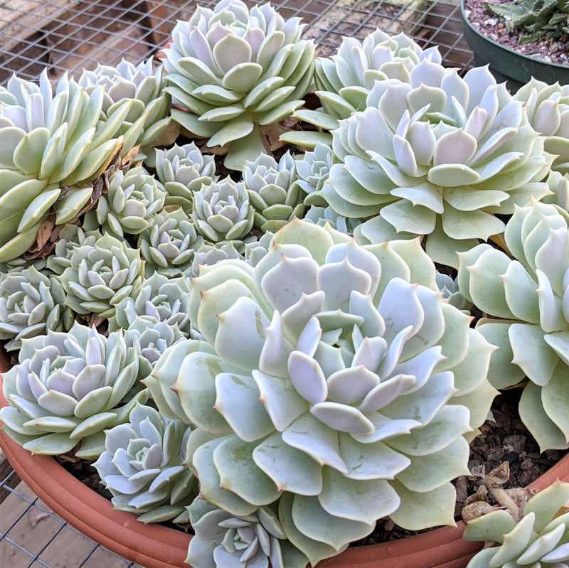 Mature Succulent