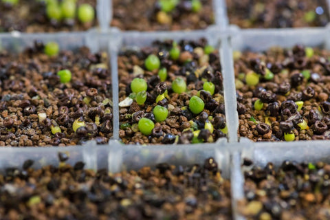 Seedling Sprout