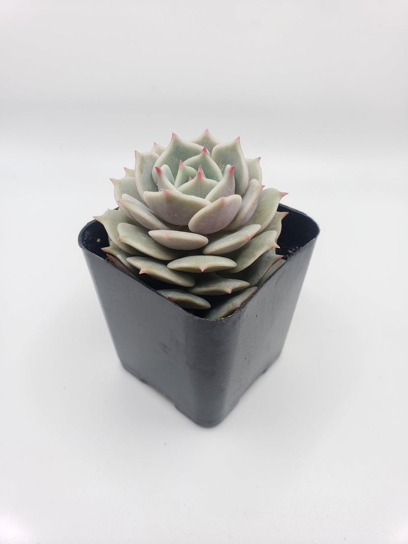 Juvenile Growth