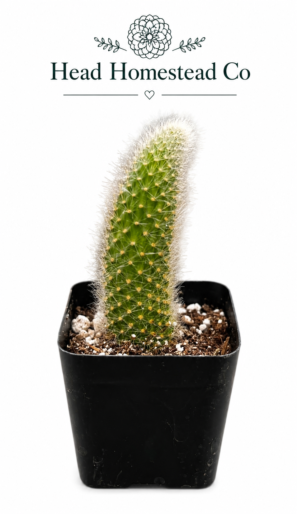 Monkey Tail Cactus 2"