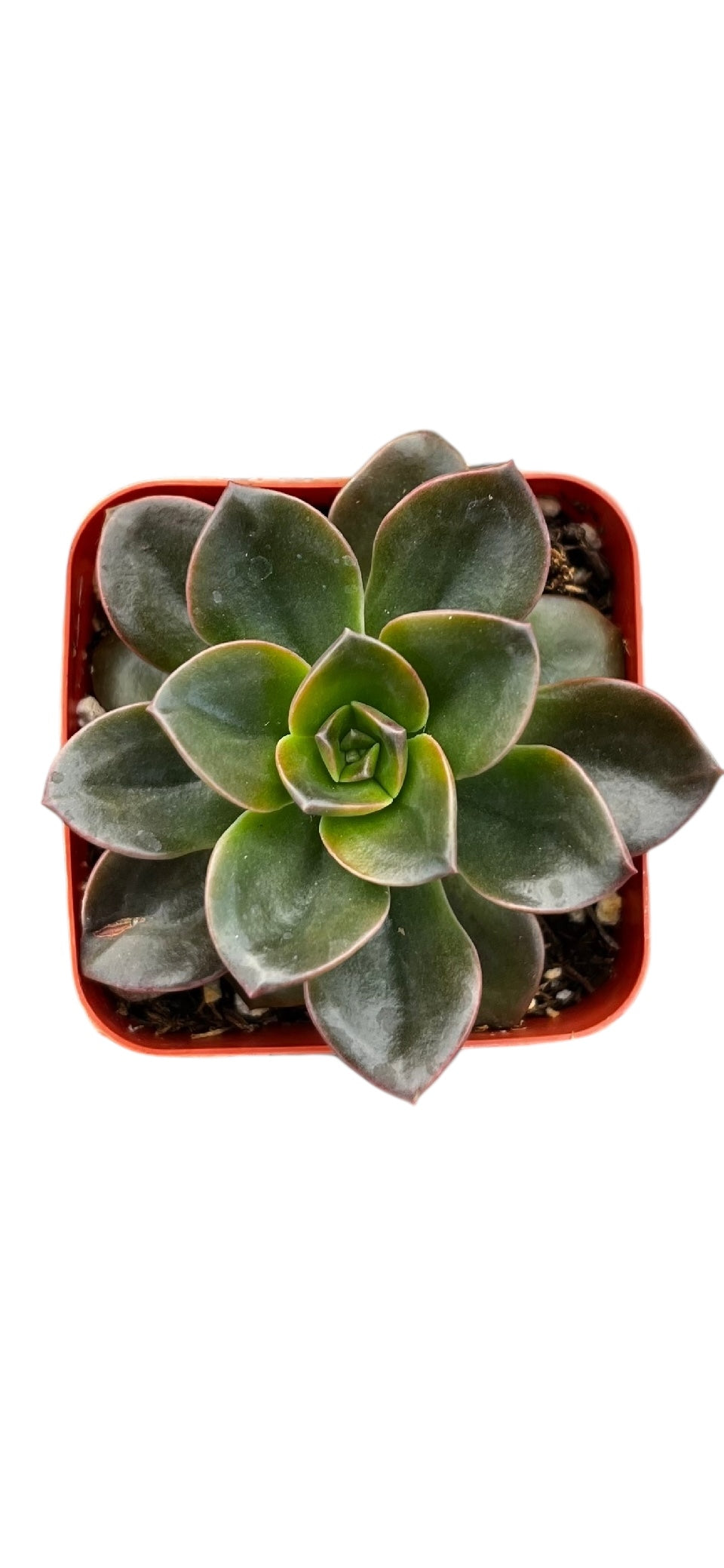 Echeveria Melaco Brown Rose 2"