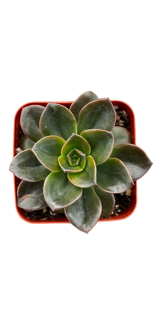 Echeveria Melaco Brown Rose 2"