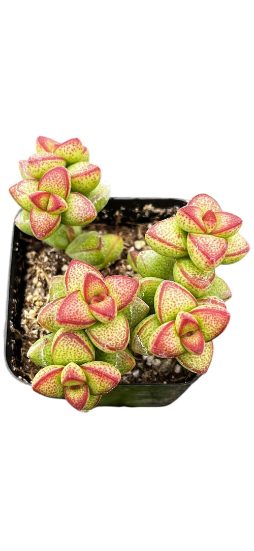Crassula Brevifolia 2"