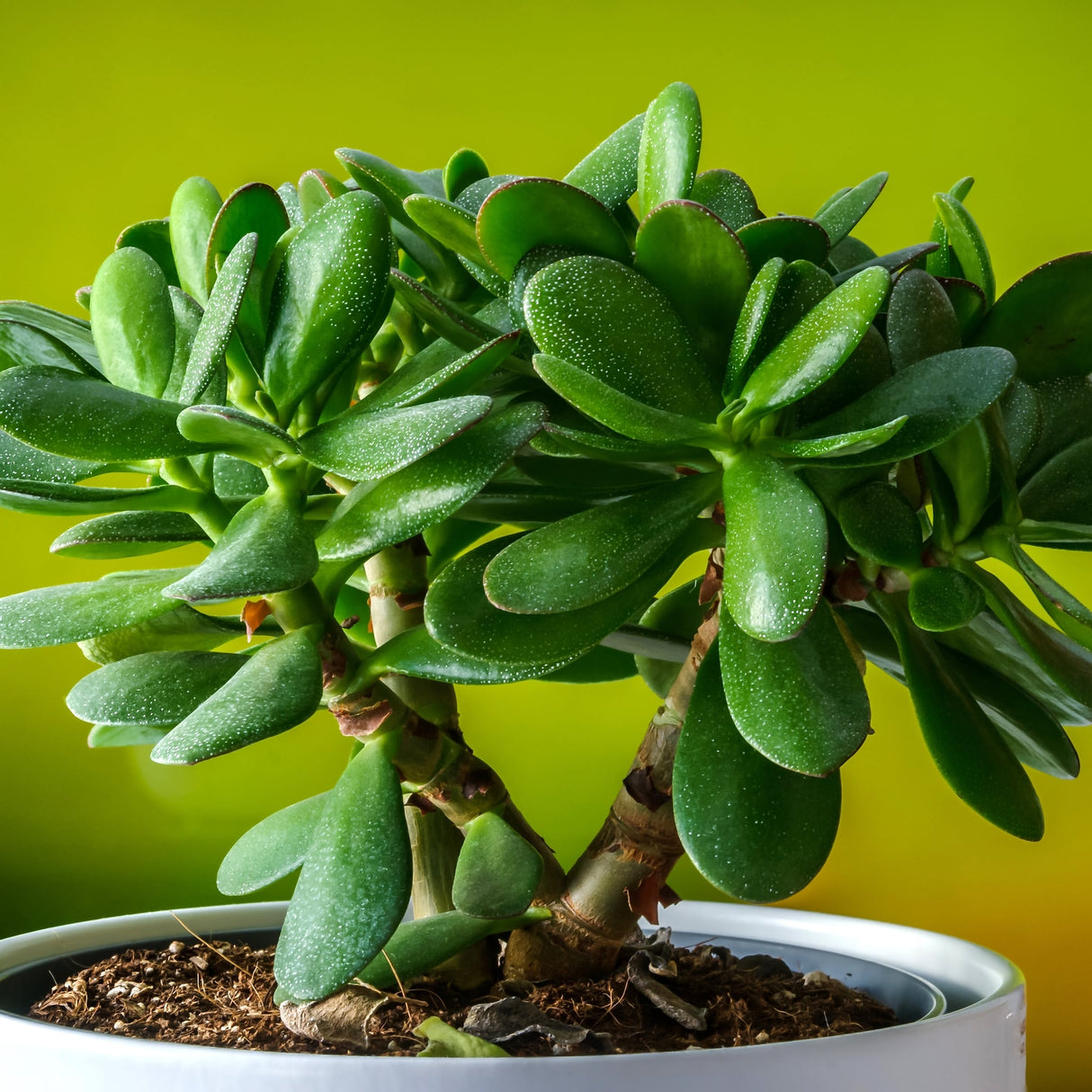 Jade Plant (Crassula ovata)