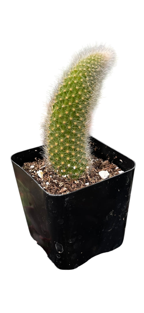 Monkey Tail Cactus 2"