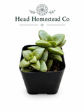 Crassula 'Springtime 2"