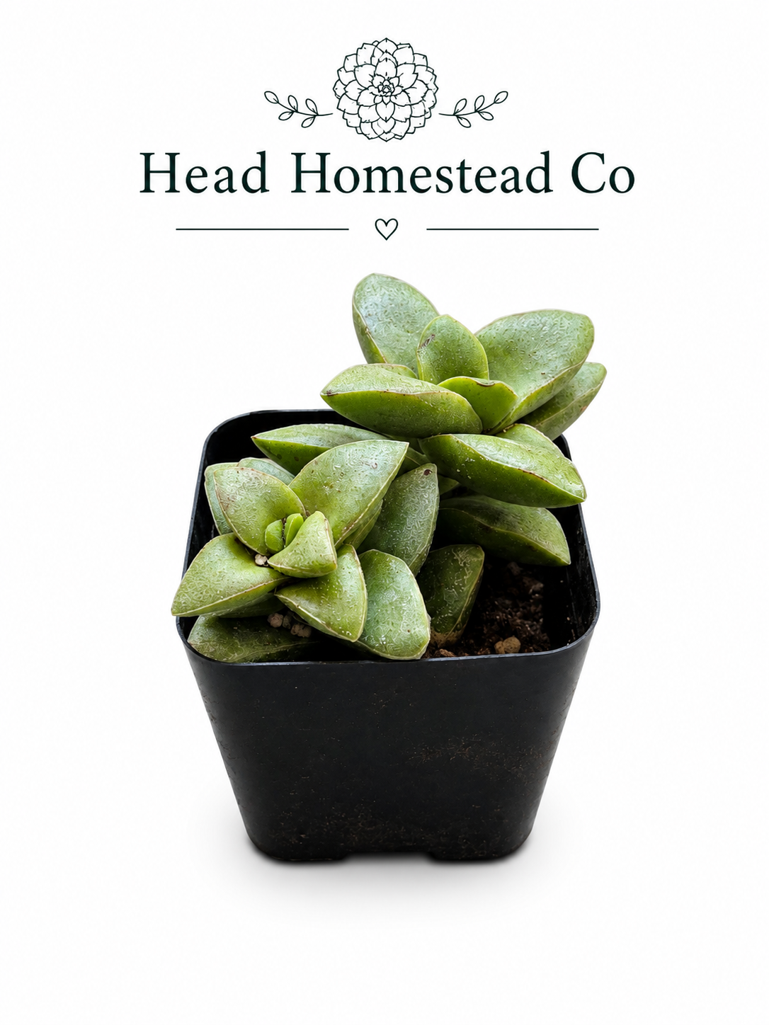 Crassula 'Springtime 2"