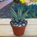 Haworthia Zebra