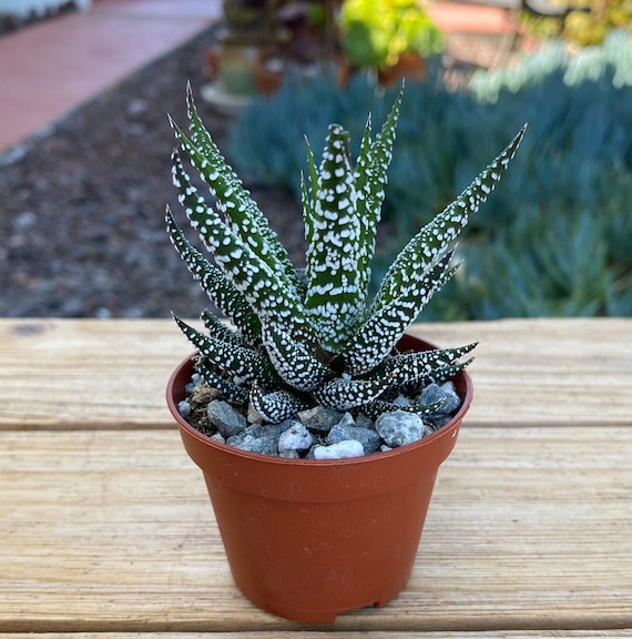 Haworthia Zebra