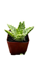 Tiger Tooth Aloe 2'