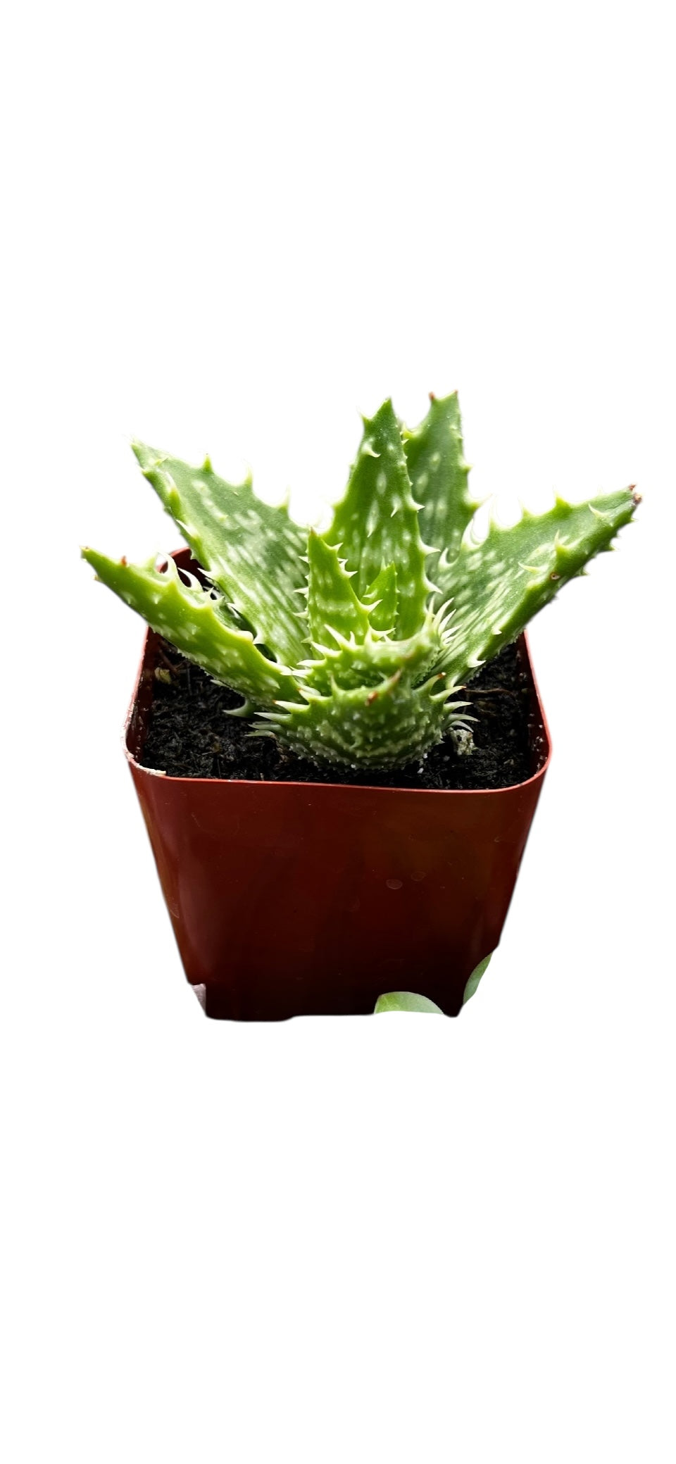 Tiger Tooth Aloe 2'
