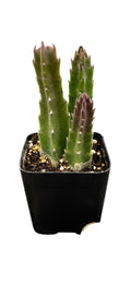 Stapelia Gigantea 2"