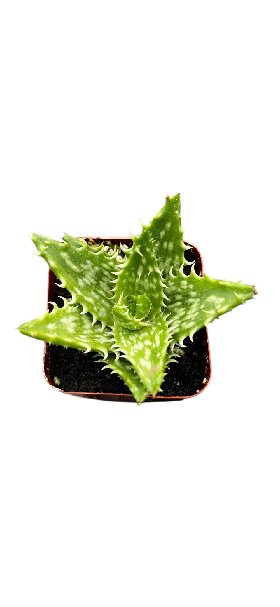 Tiger Tooth Aloe 2'