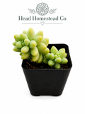 Baby Burro's Tail